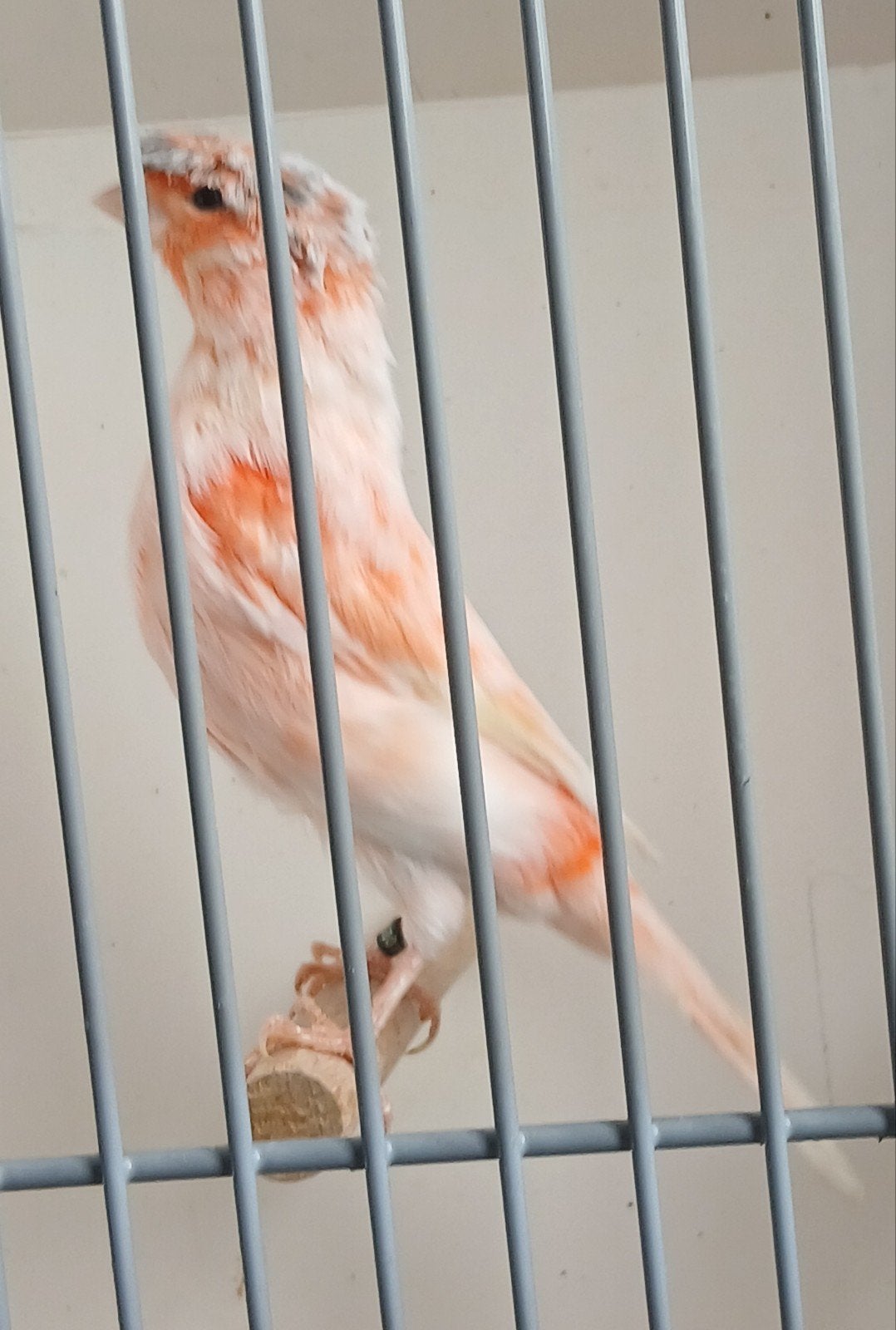 Harlekijn, Dieren en Toebehoren