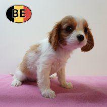 Cavalier King Charles Blenheim pup – charme en zachtheid, Parvo, België, 8 tot 15 weken, Teef