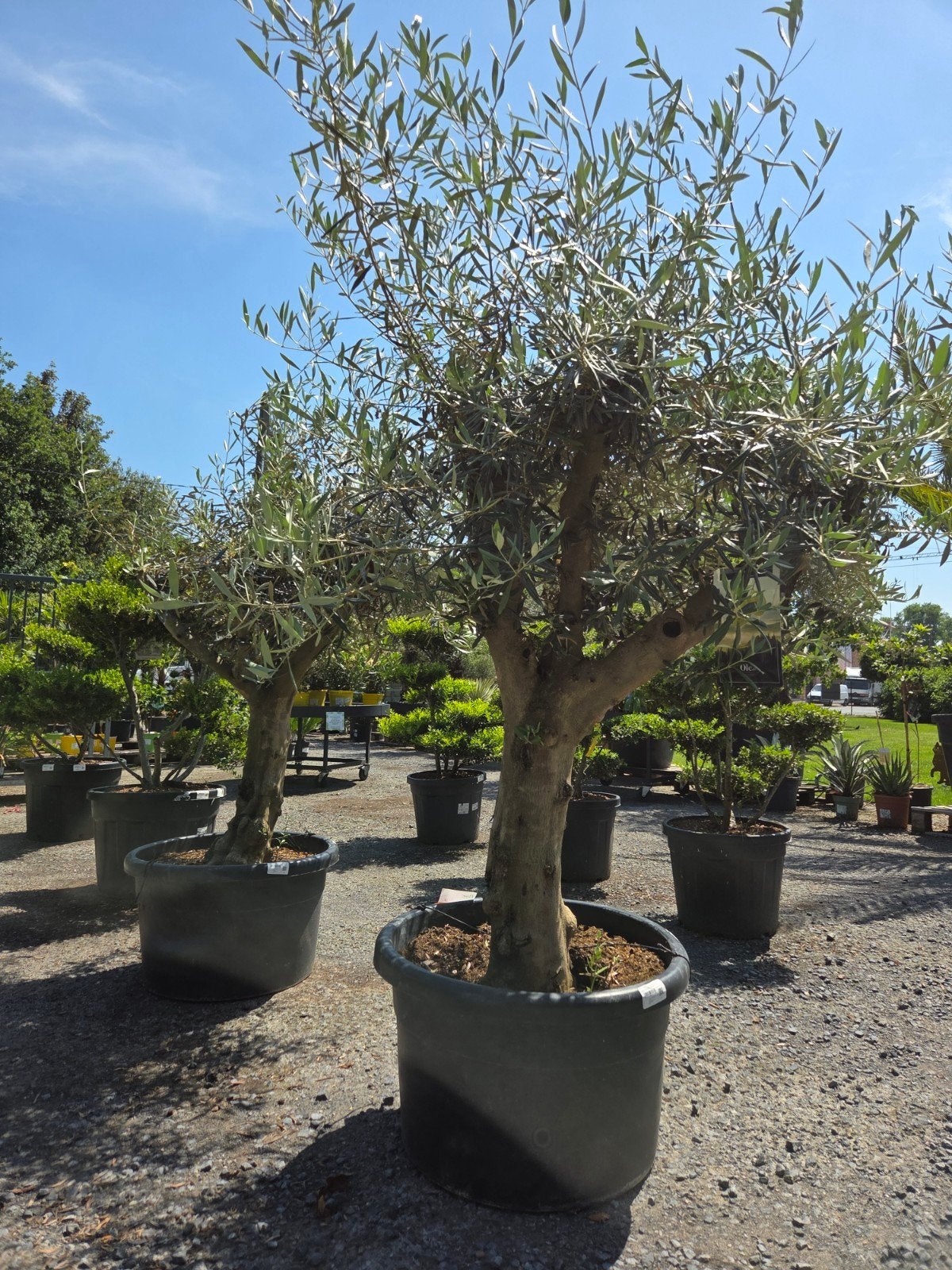 Olijfboom Olea Europaea - Nieuwe aanvoer, Tuin en Terras, Planten | Bomen, Ophalen, Olijfboom