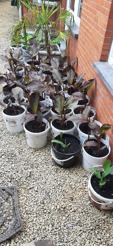 Enkele cannas en bananenplant te koop, Tuin en Terras, Planten | Tuinplanten, Ophalen