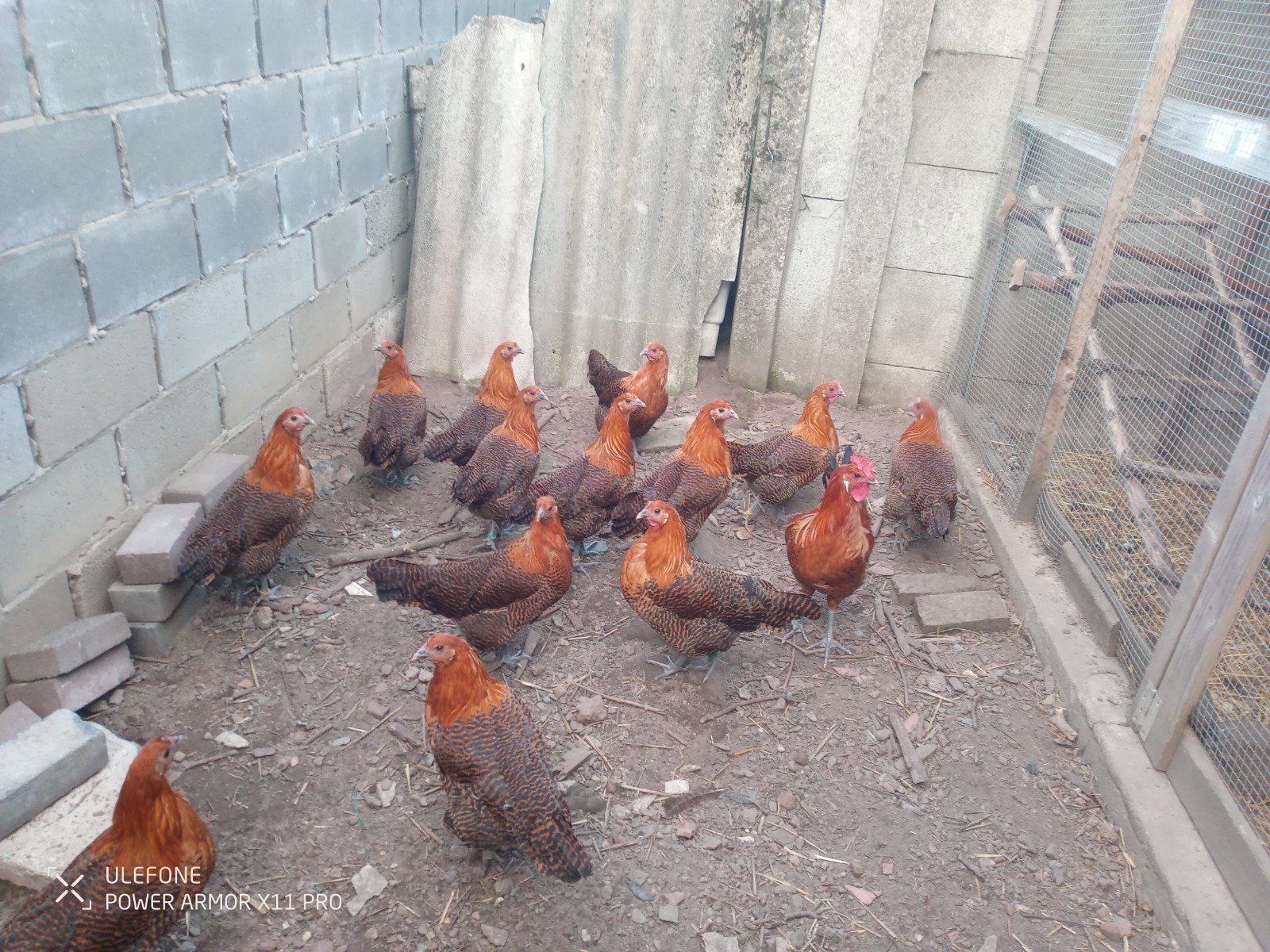 legkippen, Dieren en Toebehoren