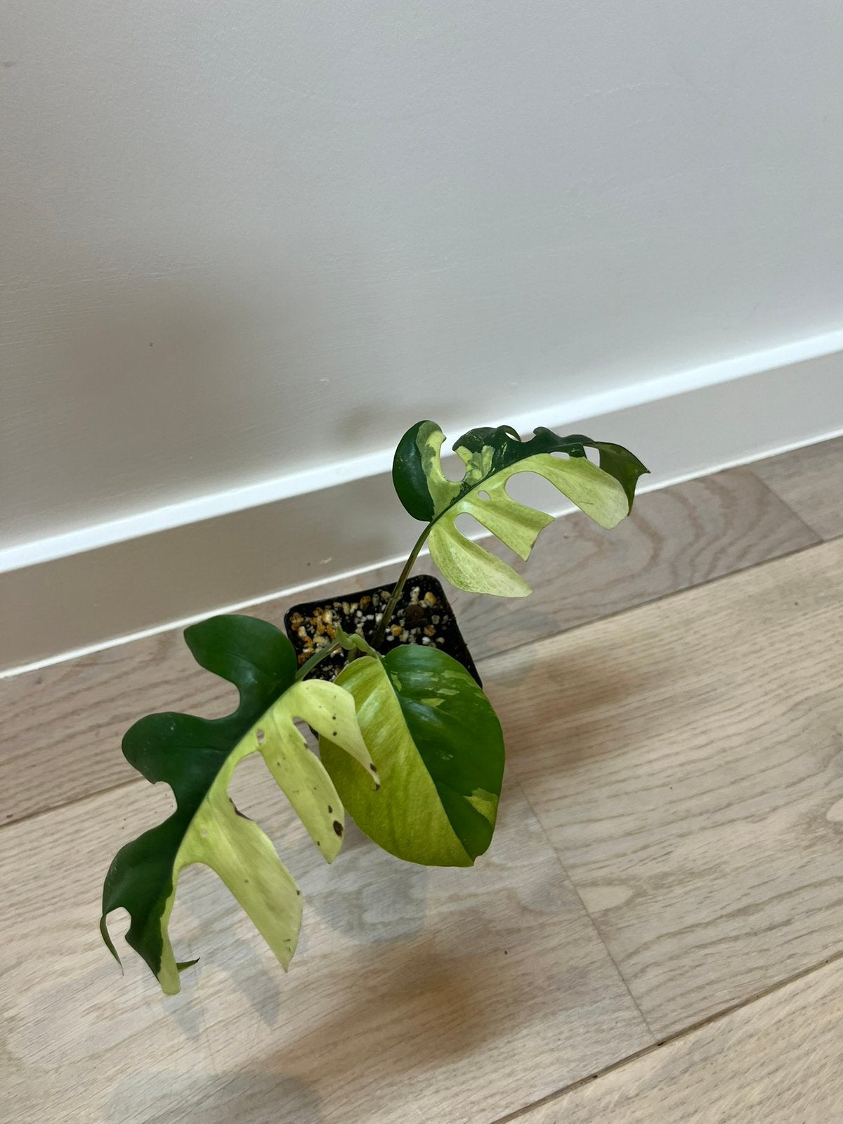 Rhapidophora Tetrasperma Albo Variegata, Huis en Inrichting, Kamerplanten, Ophalen of Verzenden