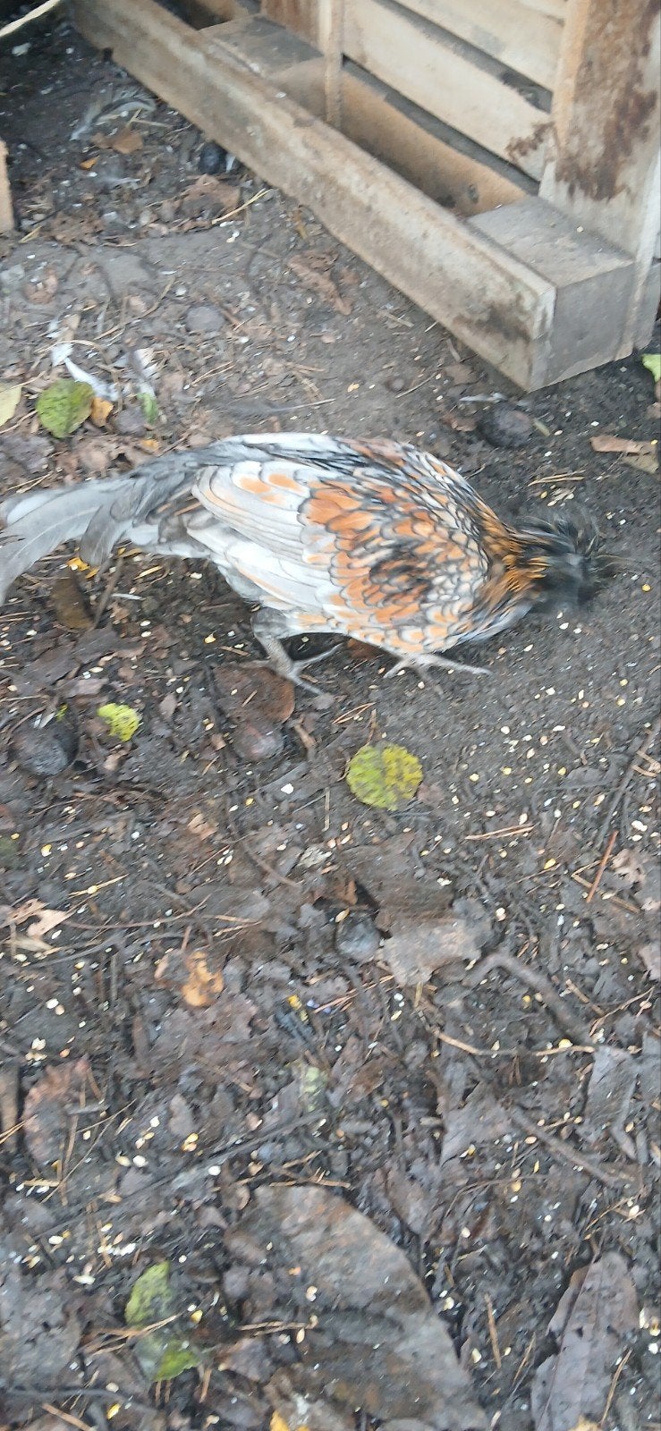 een mooie padua kriel haan te koop., Dieren en Toebehoren, Mannelijk, Kip
