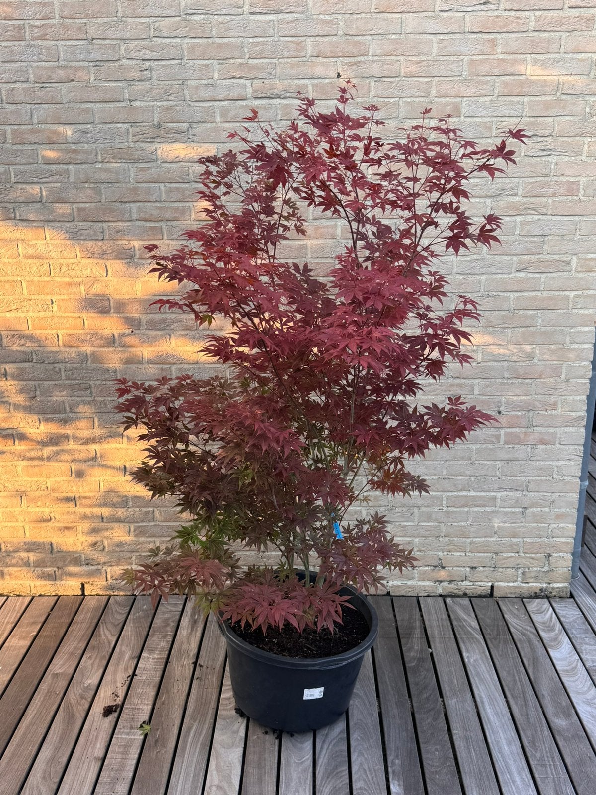 Érable japonais « Acer Palmatum Atropurpureum », Jardin & Terrasse, En pot, 100 à 250 cm, Autres espèces, Enlèvement