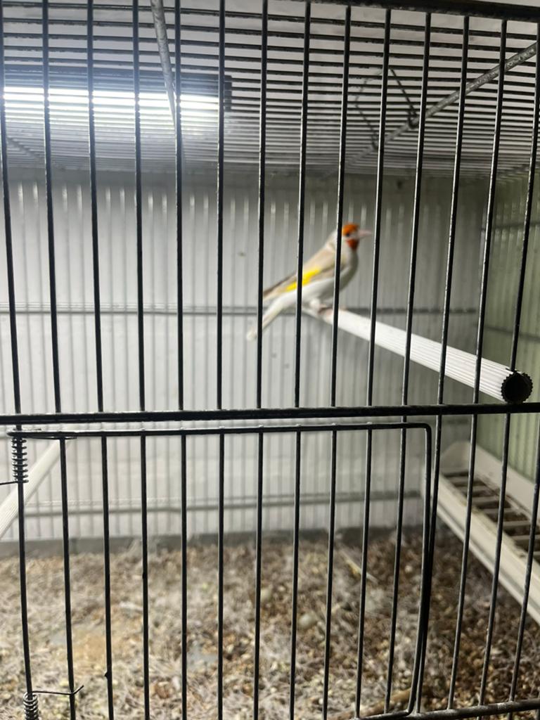 Isabel putterpop van 2025 ( reservevogel), Dieren en Toebehoren, Vogels | Overige Vogels, Vrouwelijk, Wildzangvogel, Geringd