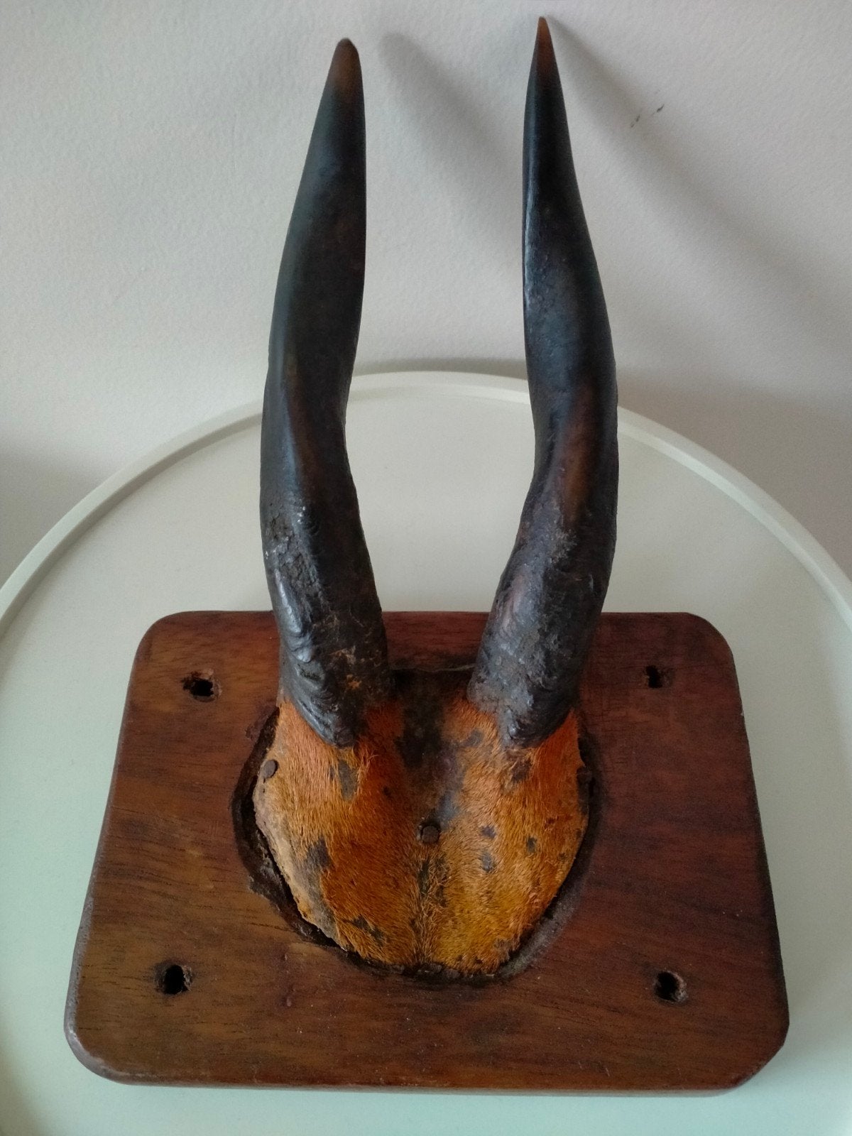 Taxidermie Afrikaanse Bosbok hoorns  ., Ophalen