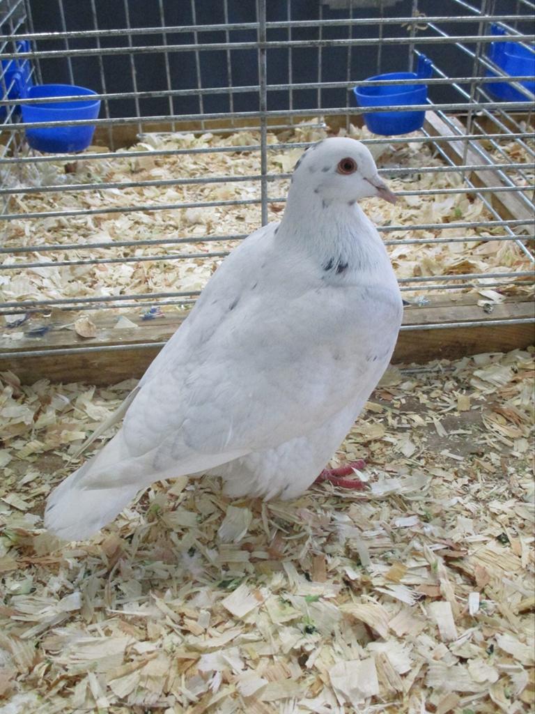 Cherche pigeons texan mâle, Animaux & Accessoires