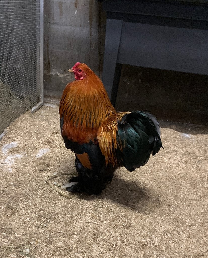 Brahma kriel haan uit goede TT lijnen, Mannelijk, Kip