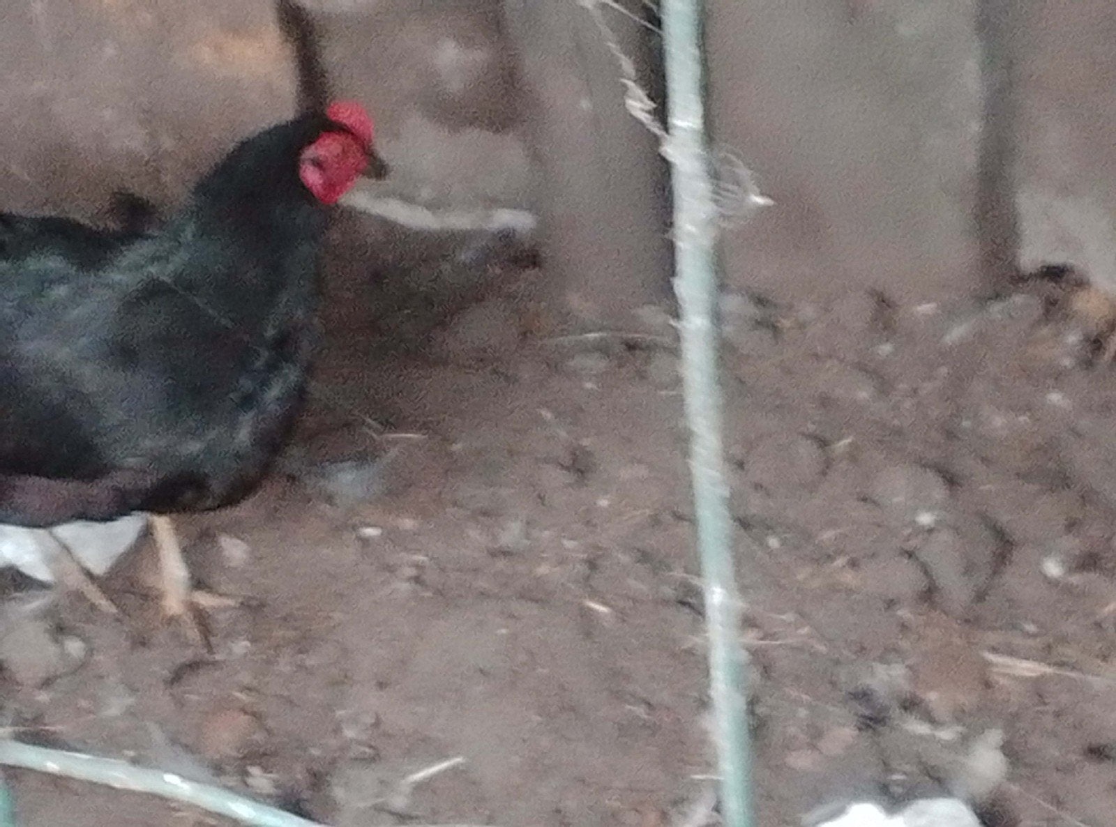 engelse legkippen grijs bruin of zwart  +- 6 maanden oud leg, Dieren en Toebehoren, Pluimvee, Vrouwelijk, Kip