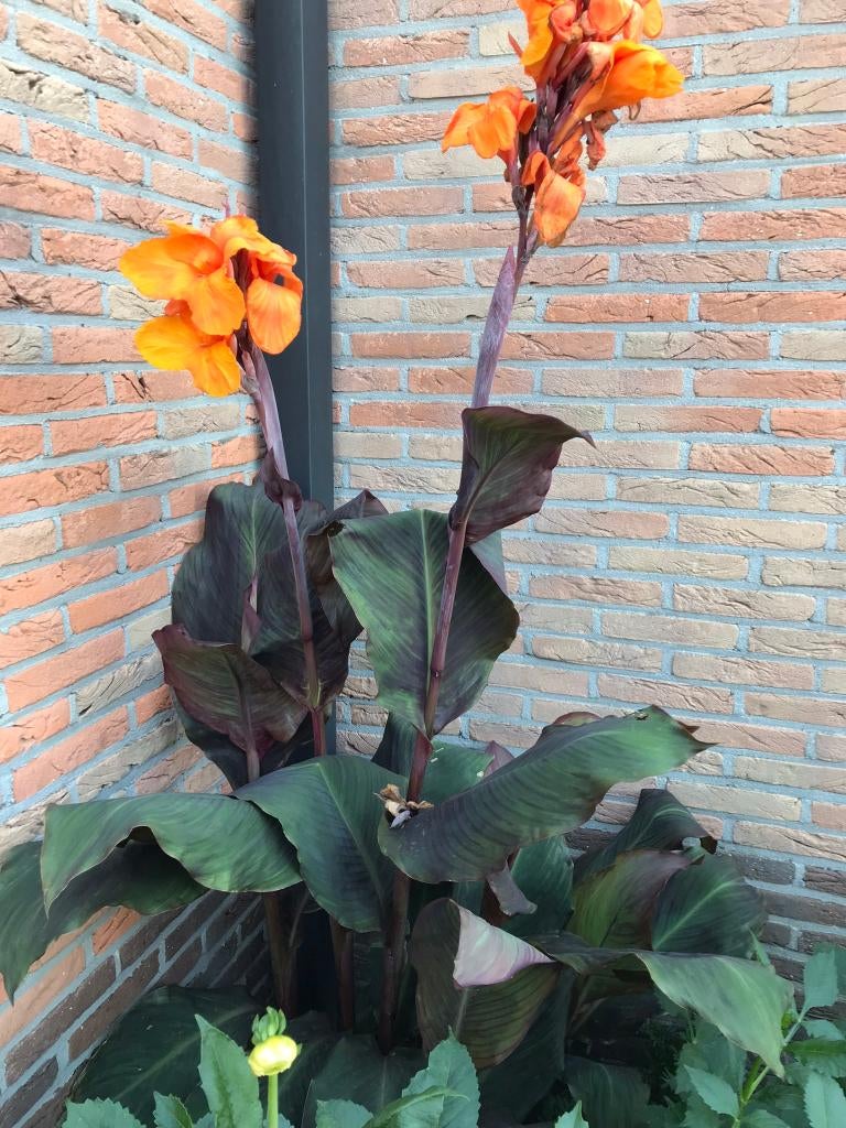 Canna's, Ophalen, Voorjaar, Halfschaduw, Knol