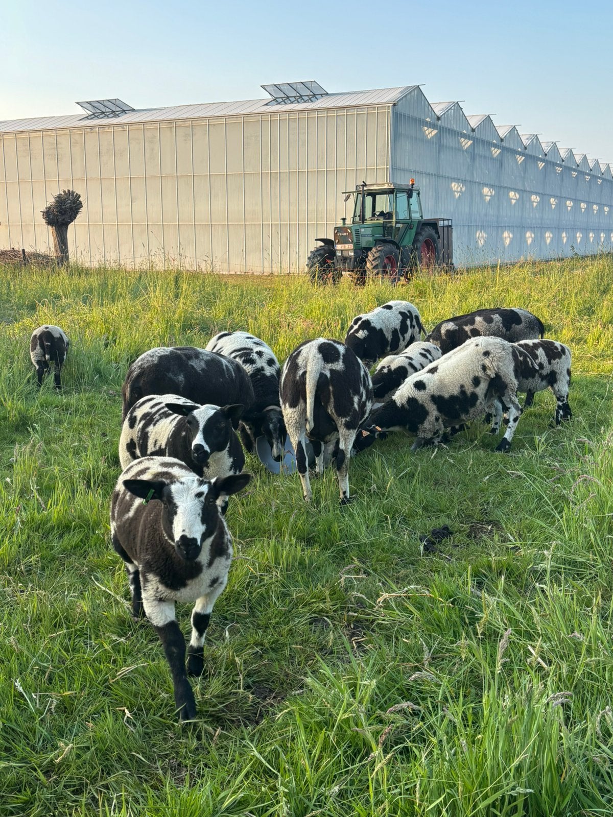 Mooie baggerbonte ram lammen te koop, Dieren en Toebehoren, Schapen, Geiten en Varkens