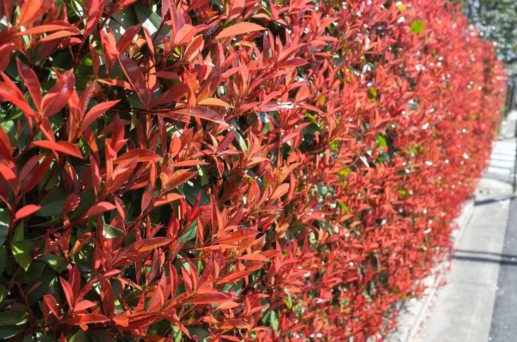 Red robin Carre Rouge - 60-80 cm- super mooi rood, Ophalen, Overige soorten, Haag, Minder dan 100 cm