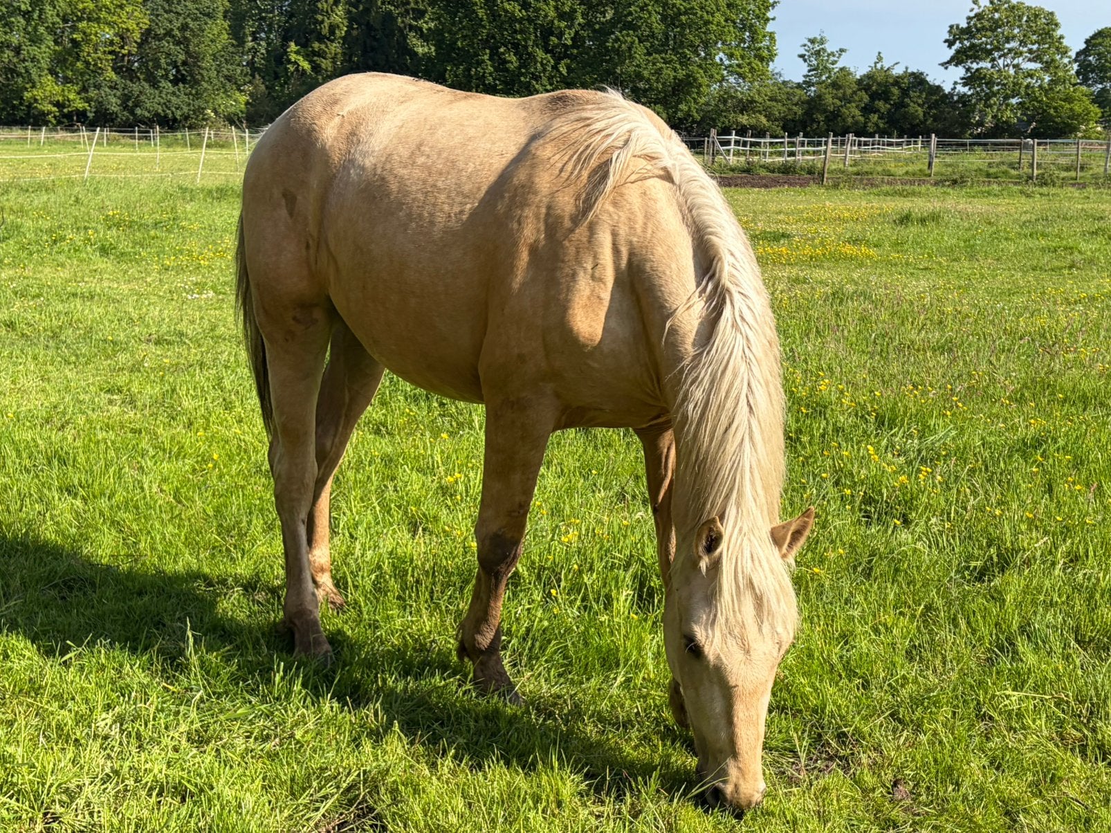 Wie zoekt er een weidemaatje?, Ruin, Onbeleerd, Met stamboom, 3 tot 6 jaar