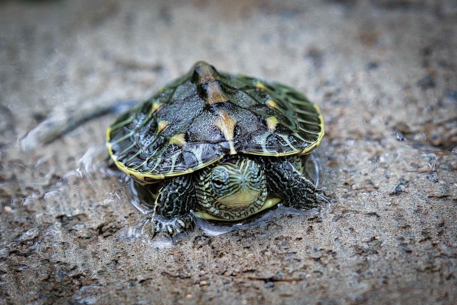 Baby chinese streepnek schildpadjes, Dieren en Toebehoren