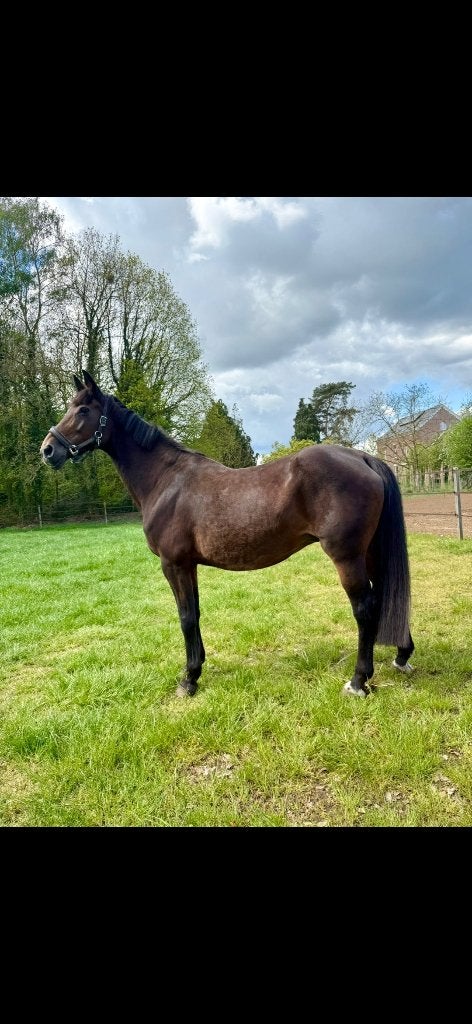 Fokmerrie, Animaux & Accessoires, Jument, Cheval de saut