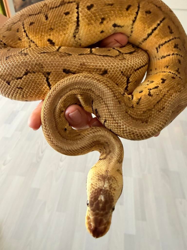 0.1 Lemonblast het Clown (11/2023), Serpent