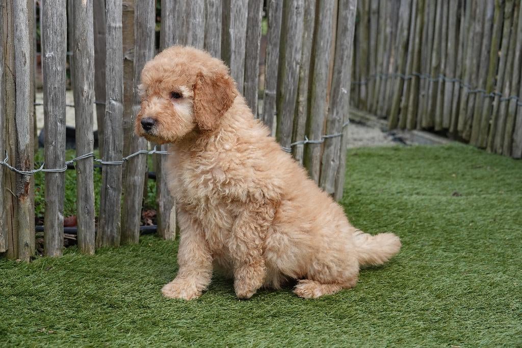 Medium Labradoodle pups (met stamboom), Parvo, België, 15 weken tot 1 jaar, Overige rassen