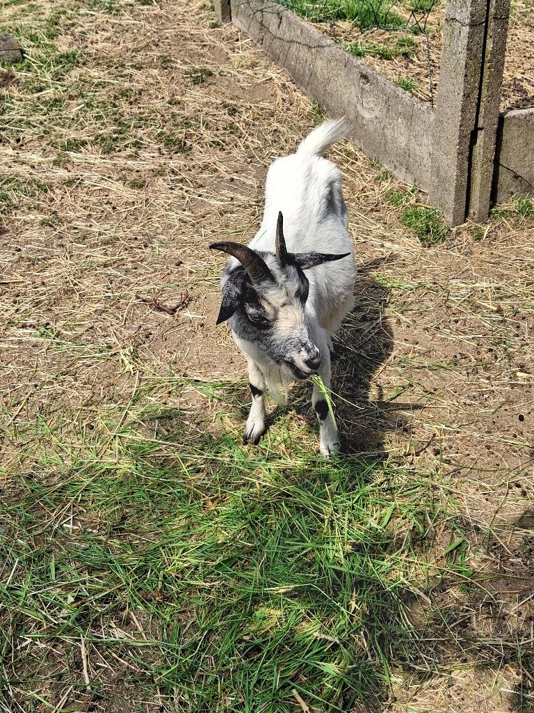 Handtamme geitjes, Dieren en Toebehoren, Schapen, Geiten en Varkens, Vrouwelijk