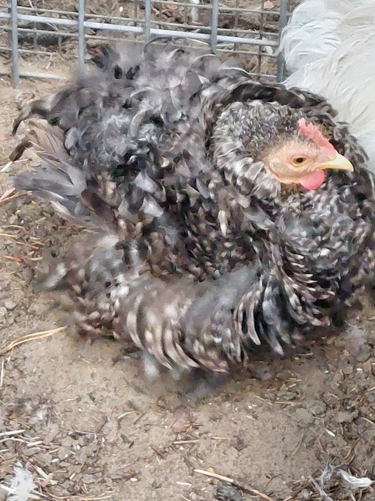 Cochin krielen 5 hennen 1 haan gladveer, Plusieurs animaux, Poule ou poulet