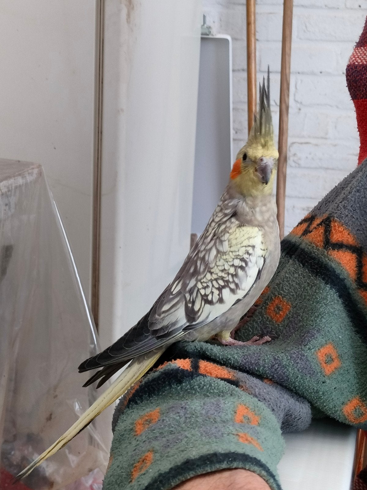 handtamme valkparkiet, Dieren en Toebehoren