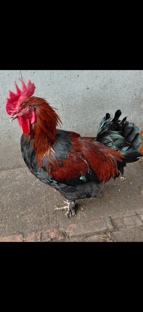 Marans haan, Dieren en Toebehoren