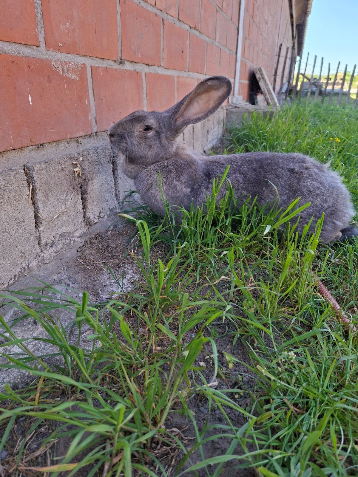 Vlaamse reus 2 jaar oud, Femelle, Grand, 0 à 2 ans