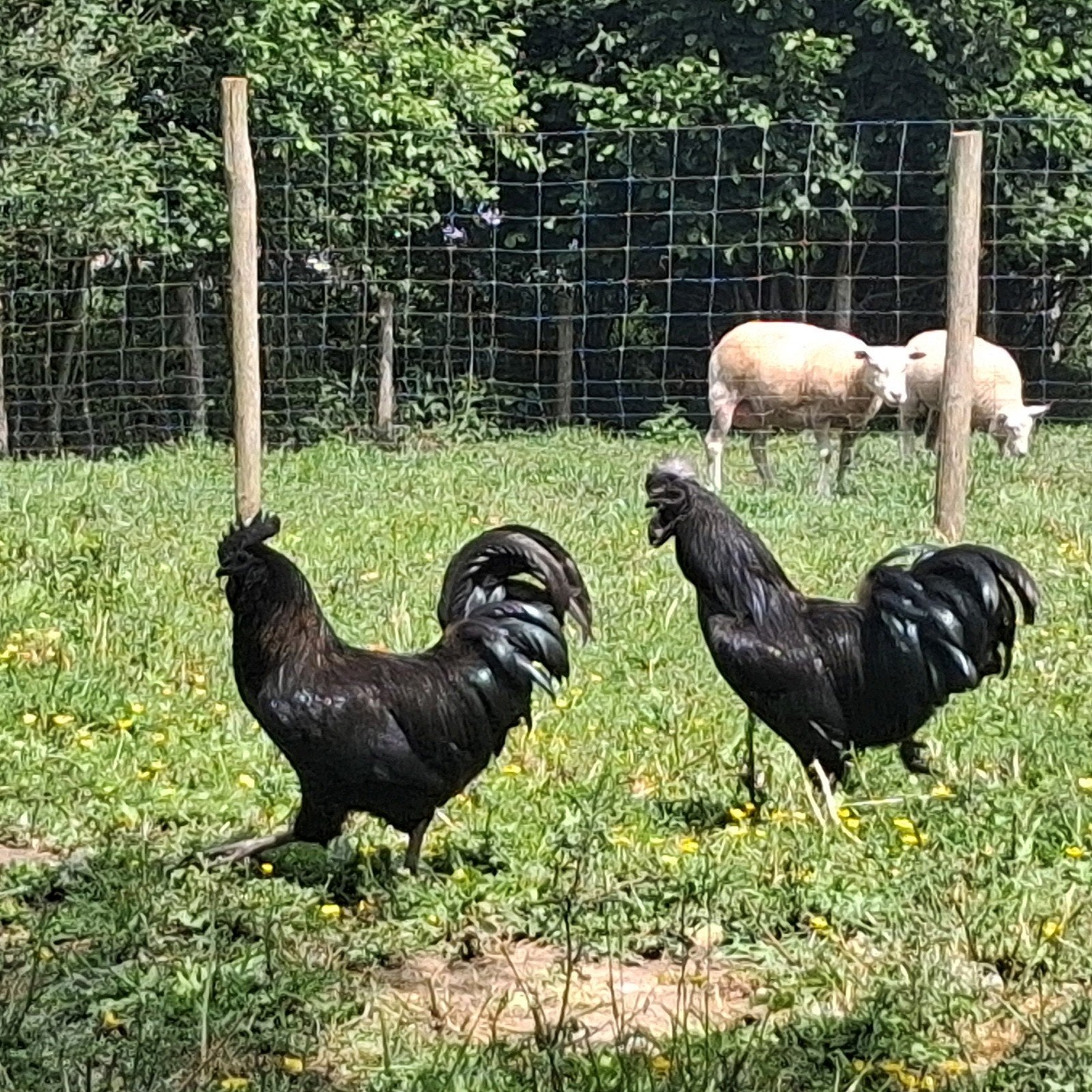 Mooie Ayam cemani te koop, Dieren en Toebehoren