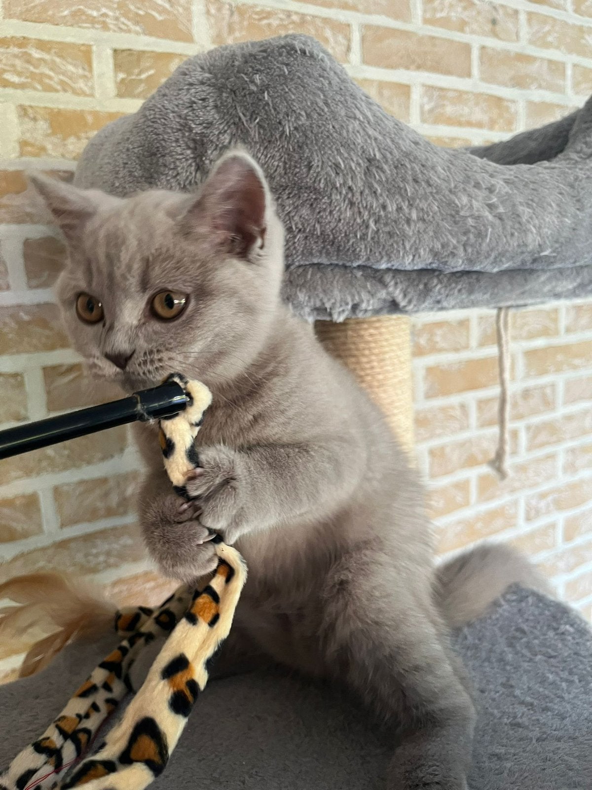 britse korthaar kitten lilac kleur, Dieren en Toebehoren, Gechipt