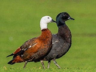 Paradijscasarca hen 2026, Dieren en Toebehoren, Pluimvee, Vrouwelijk, Gans of Zwaan