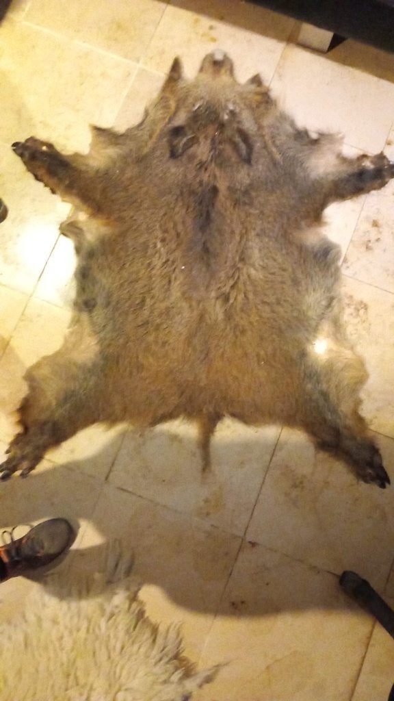 Peau de sanglier 120 sur 85, Enlèvement, Utilisé, Animal sauvage, Autres types
