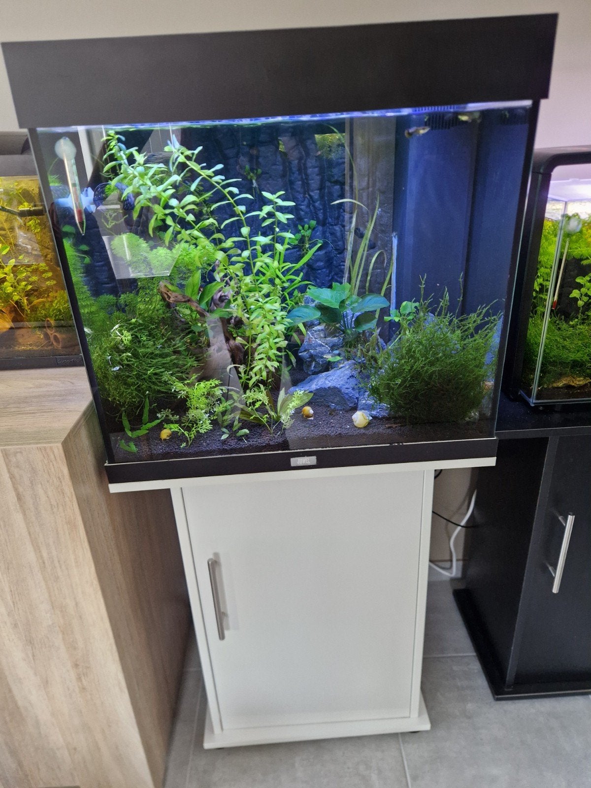 Juwel Lido 120 aquarium, Animaux & Accessoires, Aquarium d'eau douce rempli, Chauffage, Enlèvement, Utilisé