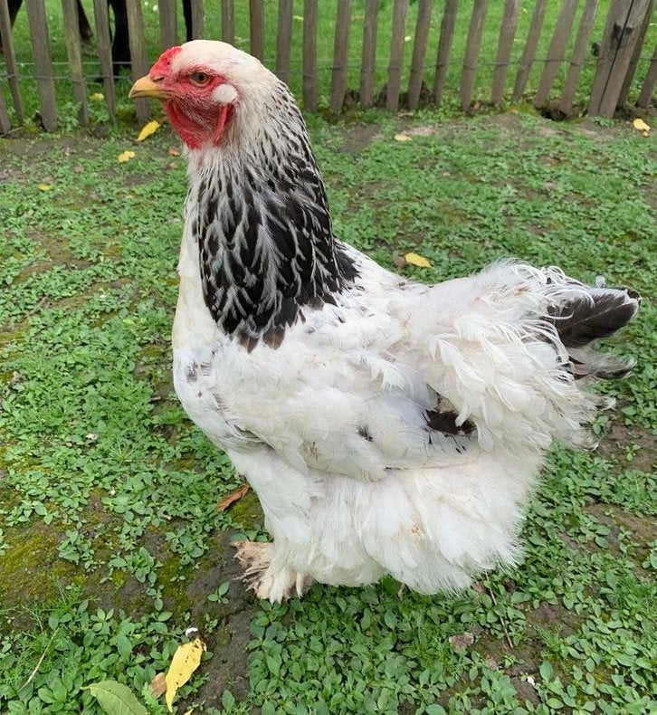 Couple de Brahma Pure race à vendre, Animaux & Accessoires, Plusieurs animaux, Poule ou poulet