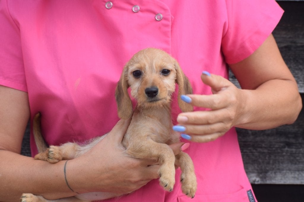 Chiots teckel à poil dur blonds et poivrés, Animaux & Accessoires, Chiens | Teckels & Bassets, Poils durs, Plusieurs, Nain, Belgique