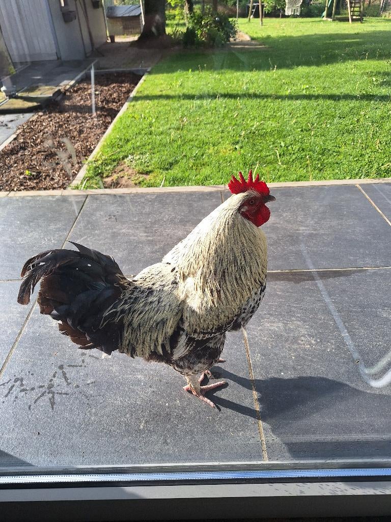 Gratis haan, Dieren en Toebehoren, Pluimvee, Mannelijk, Kip