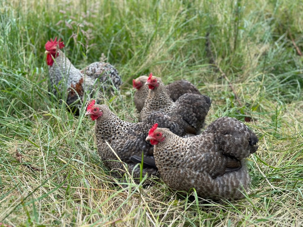 Jonge tamme Cochin kriel koekoek patrijs gesekst en ingeënt, Femelle, Poule ou poulet