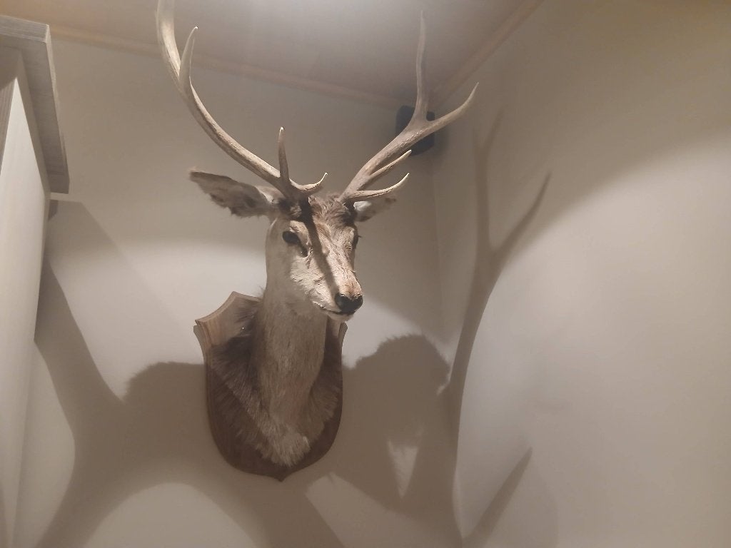 Hert, Collections, Enlèvement ou Envoi, Utilisé, Cerf, Animal empaillé