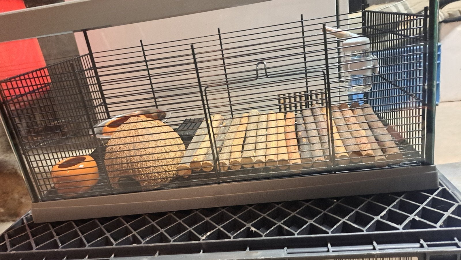 cage à hamster, Enlèvement