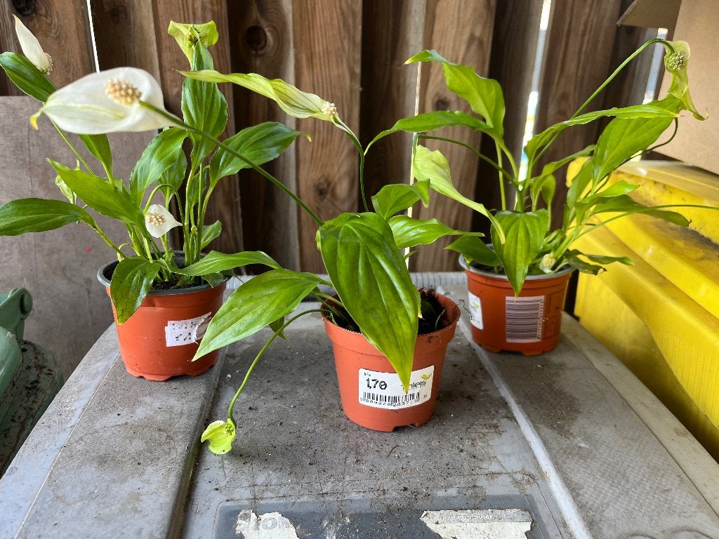 Spathiphyllum - lepelplant - vredeslelie, Huis en Inrichting, Kamerplanten, Ophalen, Volledige schaduw, Overige soorten, Minder dan 100 cm