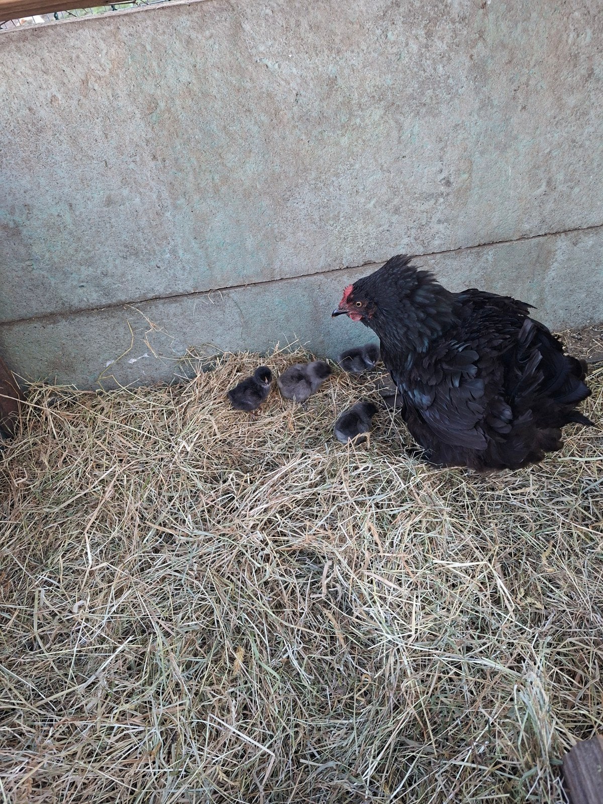 kip met 4 kuikens, Animaux & Accessoires, Volatiles, Poule ou poulet
