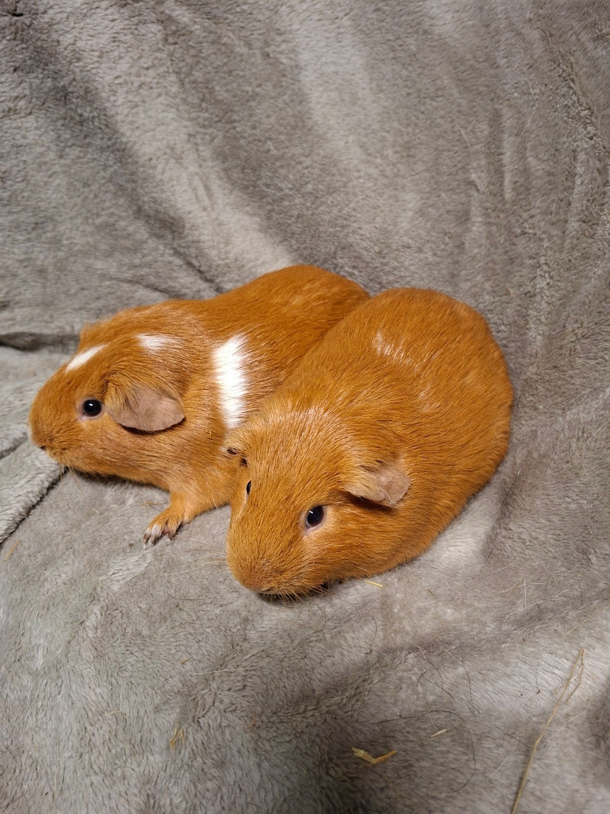 2 cavia broertjes, Maart, Mannelijk, Cavia