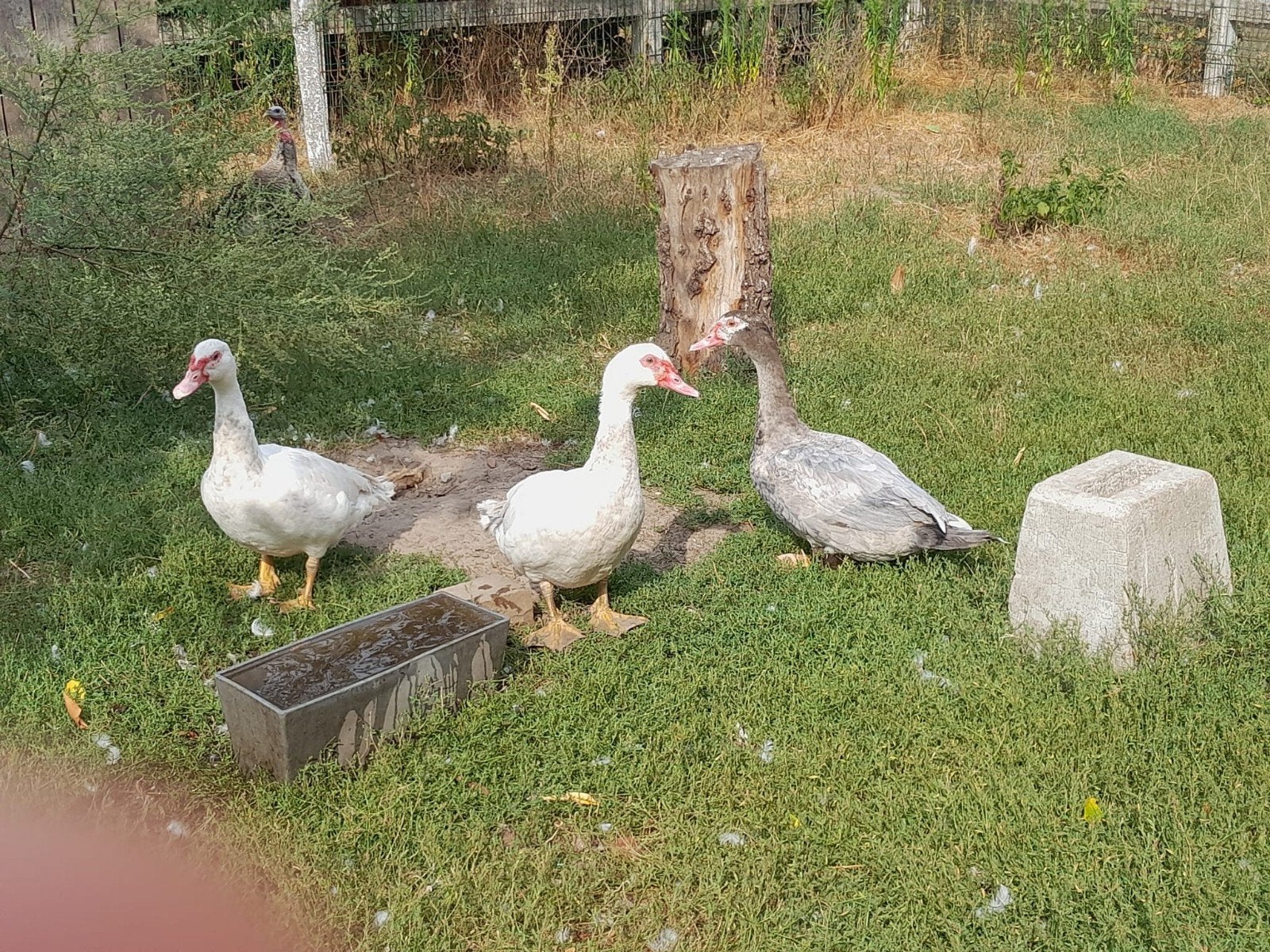 3 barberie hanen, Dieren en Toebehoren, Pluimvee, Mannelijk, Eend