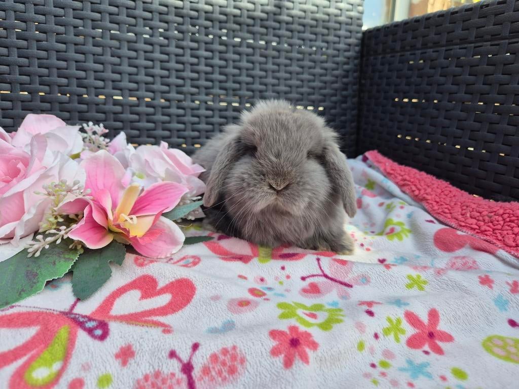 Super mooi feh Minilop voedstertje, Animaux & Accessoires, Lapins, Nain, Femelle, 0 à 2 ans, Oreilles tombantes