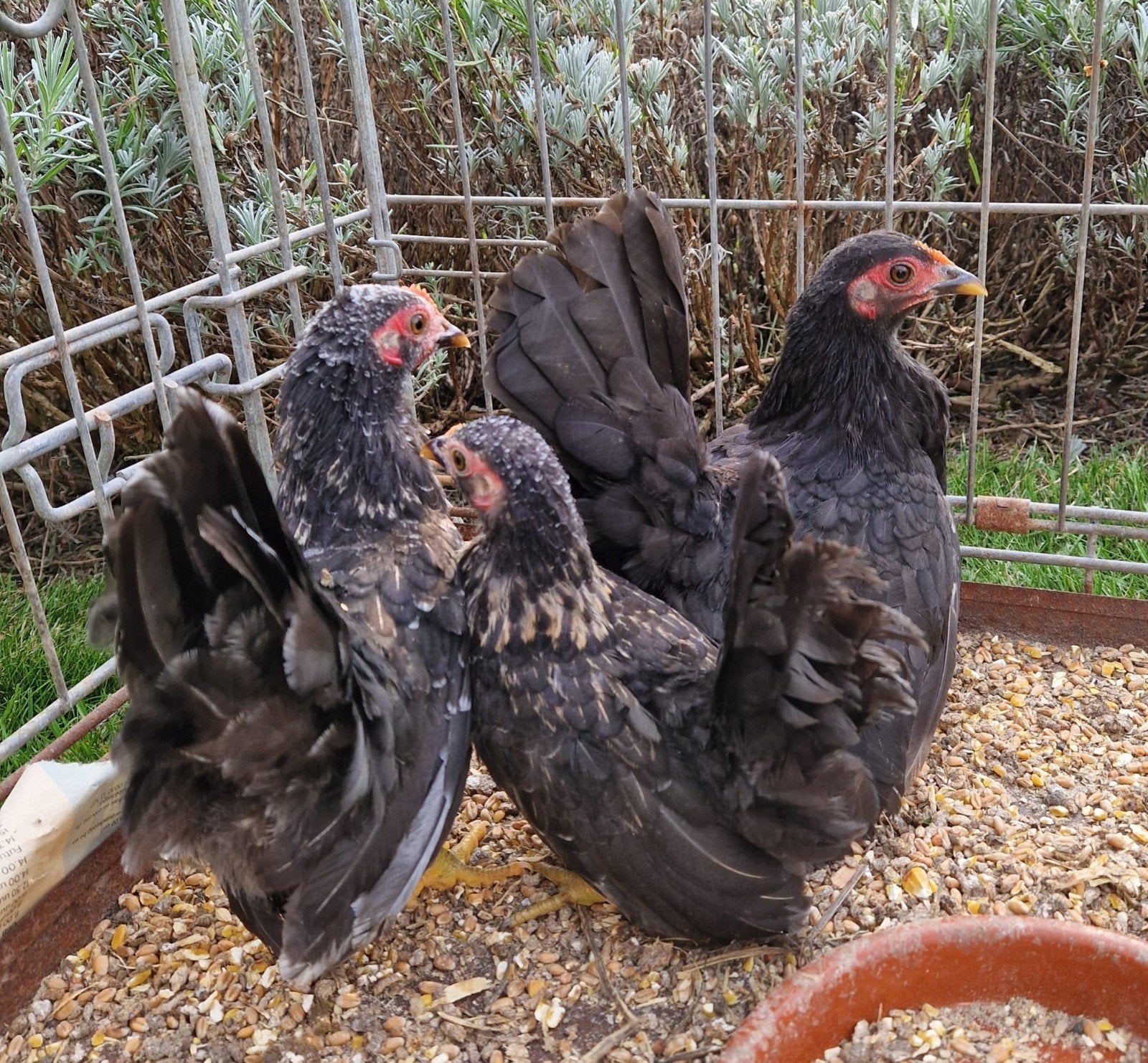zwarte chabo's, Dieren en Toebehoren