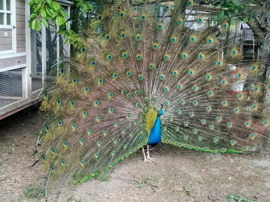 Broedeieren van blauwe pauw