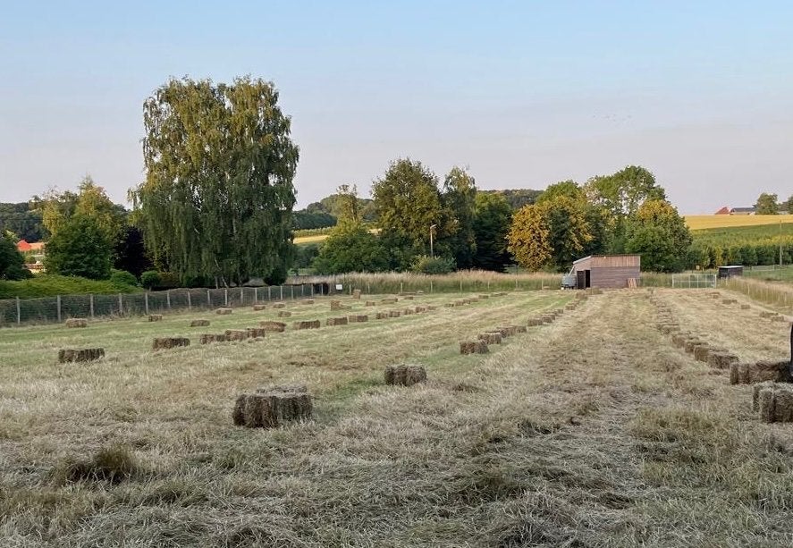 Kleine botjes hooi te koop, Enlèvement, Bétail