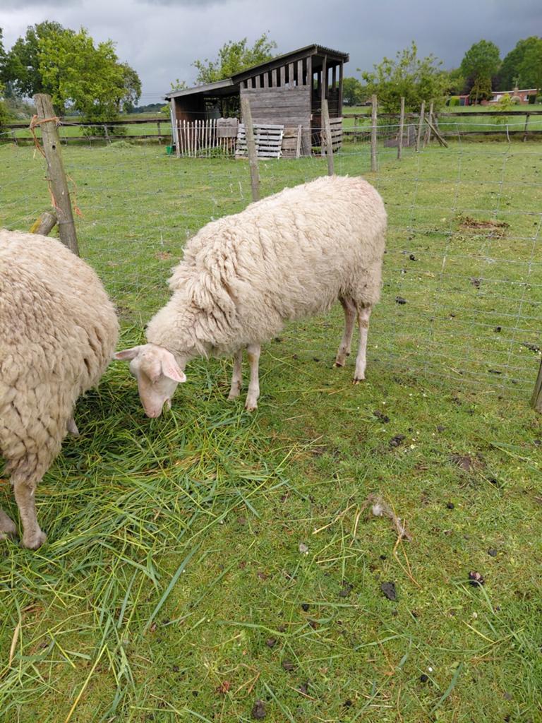 Ooi jaarling melkschaap