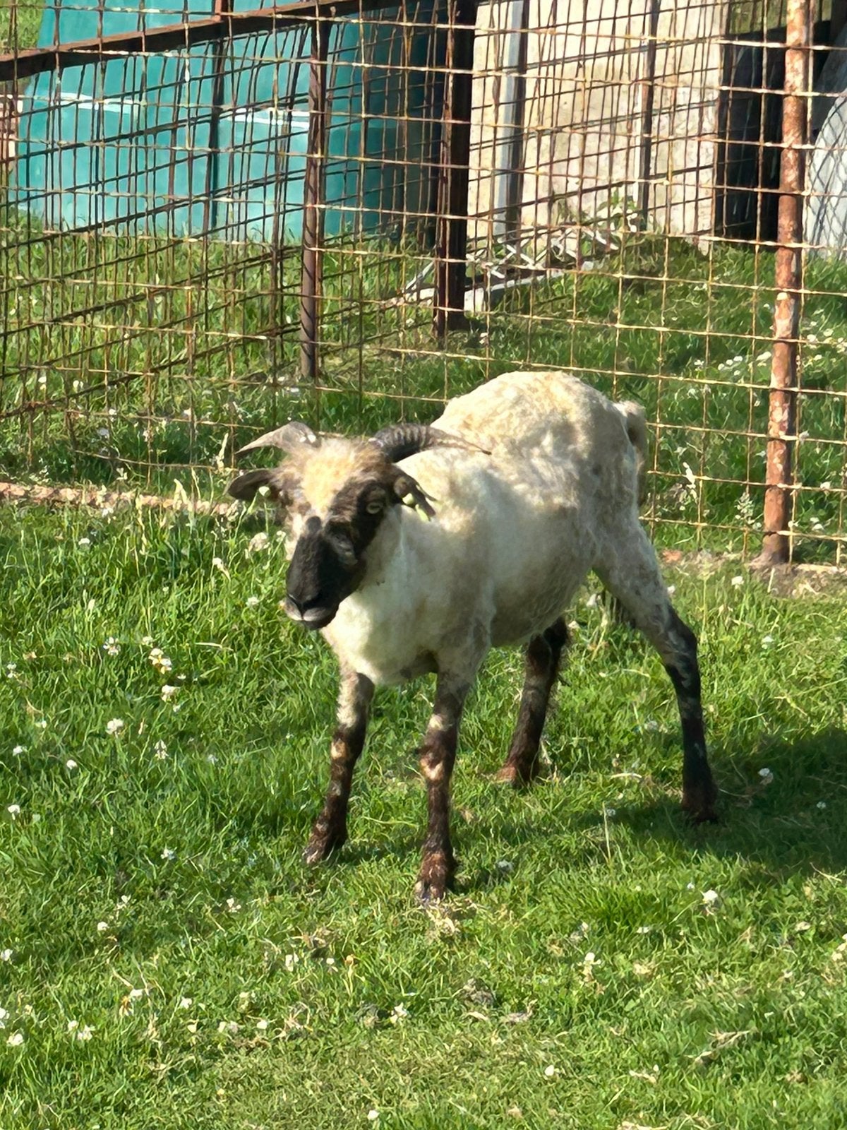 Mooie ooi kruising zwartneus schaap., Vrouwelijk, Schaap