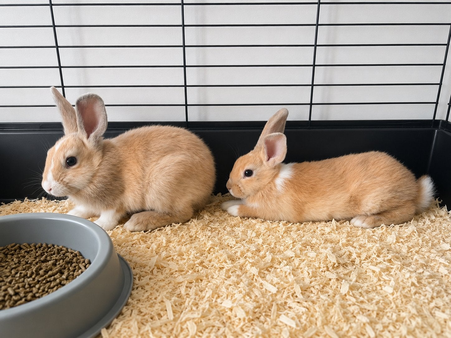 Twee jonge konijntjes zoeken een gouden mandje! ️, Plusieurs animaux, Taille moyenne, 0 à 2 ans