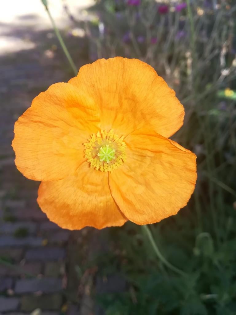 Graines de Papaver Atlanticum, « Fluffy Poppy », Envoi