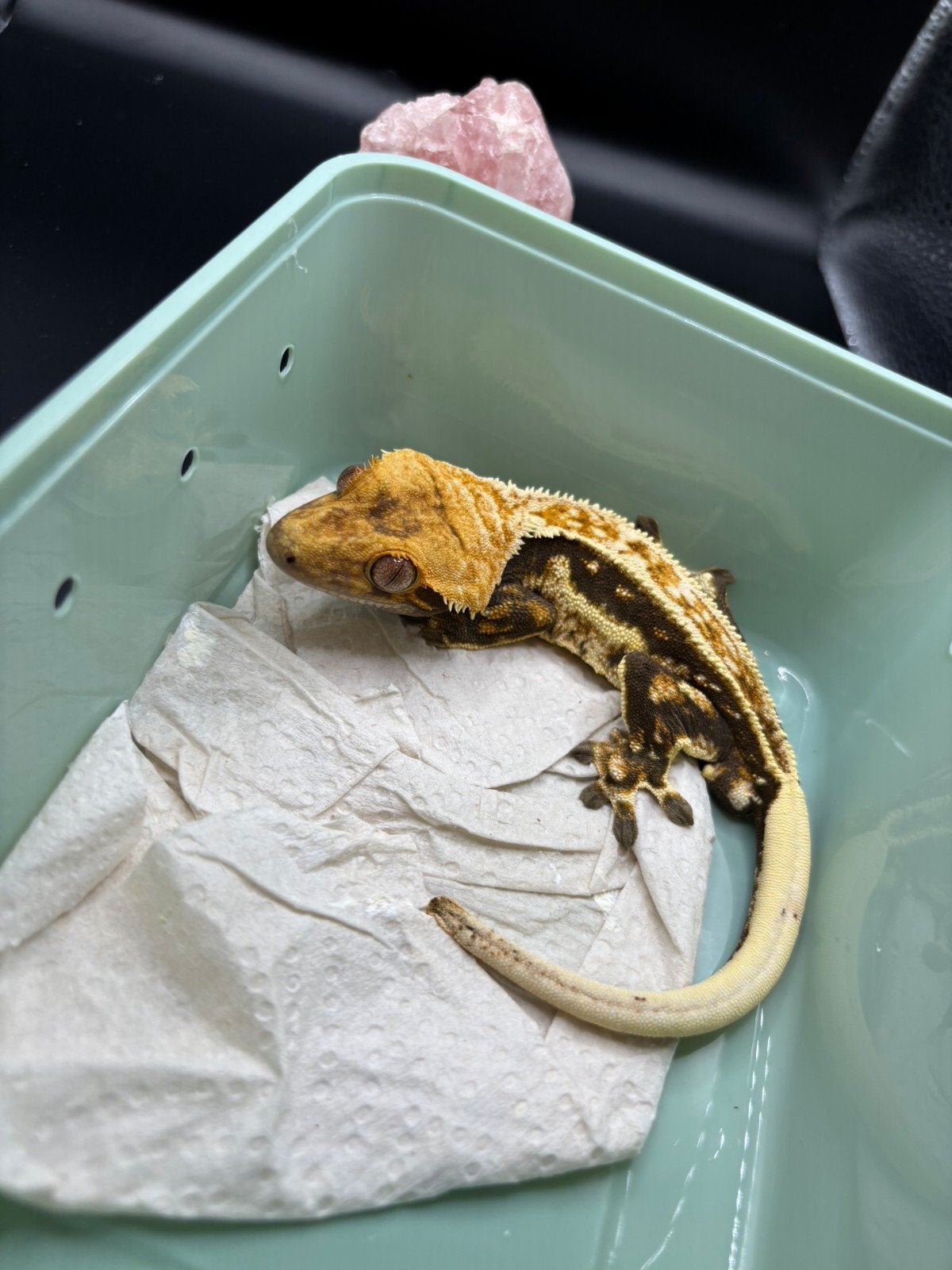 1.0 proven EB wimpergekko man